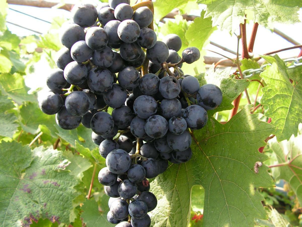 Winnica Na Lesnej Polanie Zabor Exterior foto