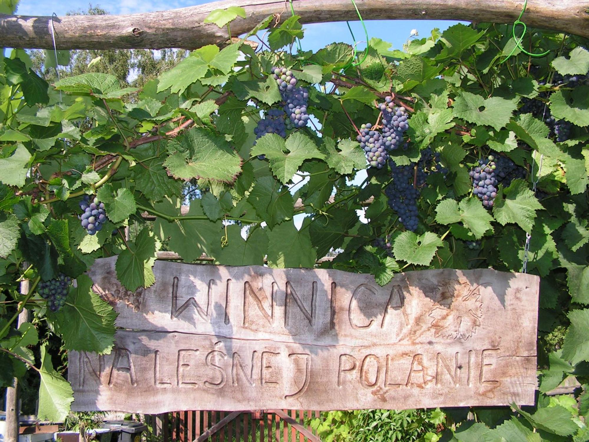 Winnica Na Lesnej Polanie Zabor Exterior foto